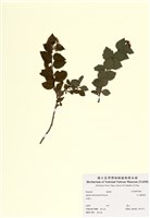 藏品(玉山繡線菊)的圖片
